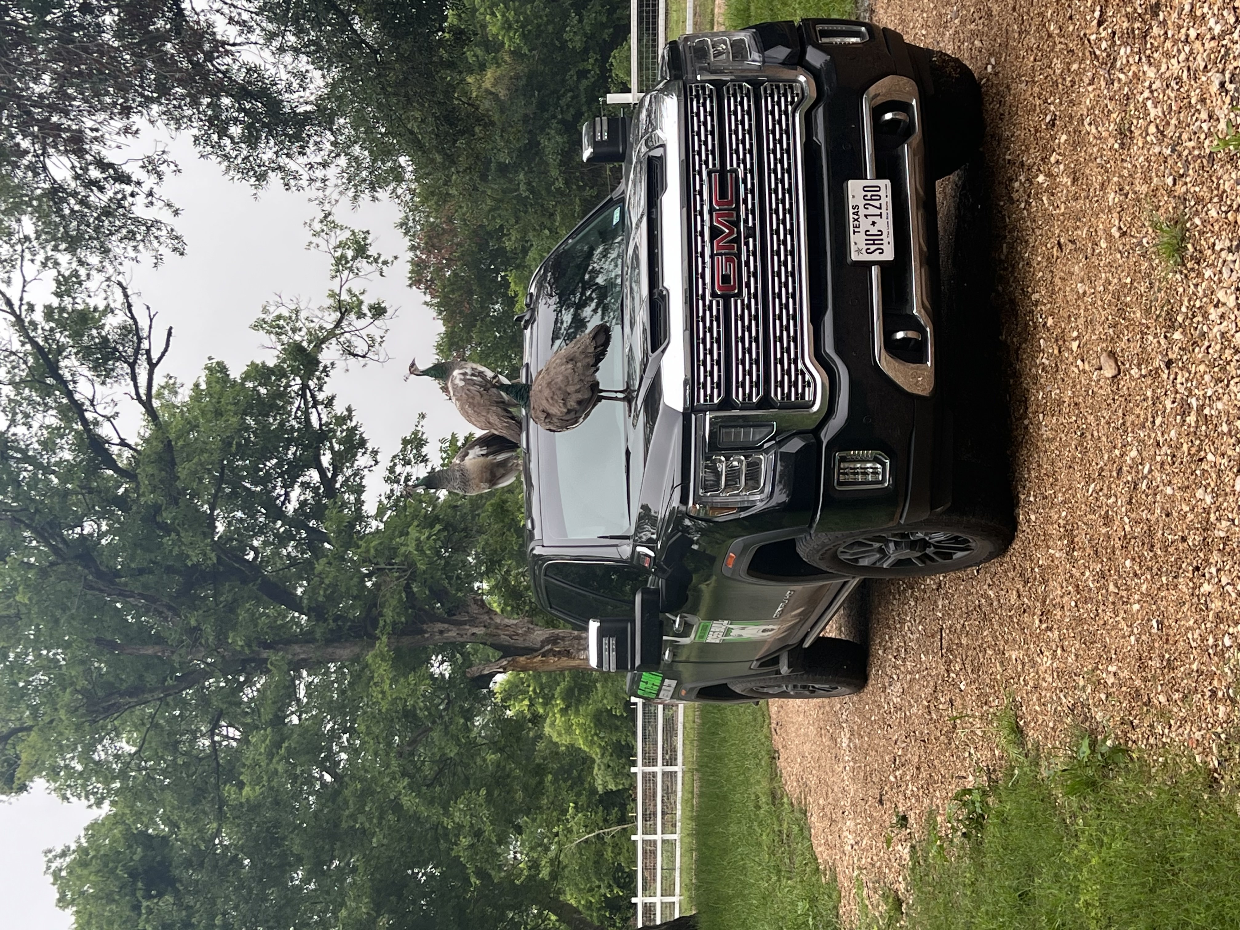 Boss Bull black GMC Denali service truck parked on a gravel drive at a rural Central Texas property with peacocks on the hood and cab roof